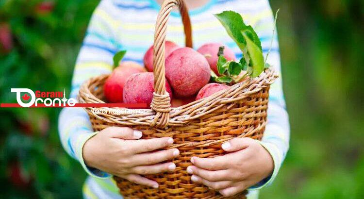 برای چیدن سیب در تورنتو به کجا برویم؟