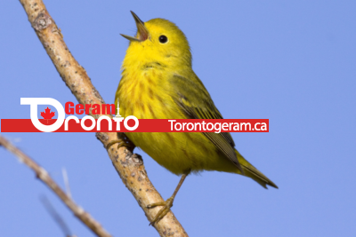 فستیوال آنلاین پرندگان