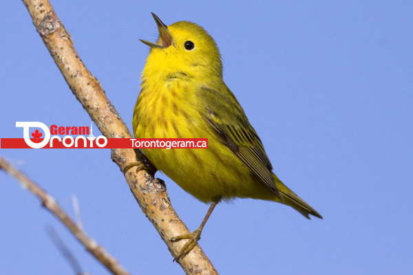 فستیوال آنلاین پرندگان