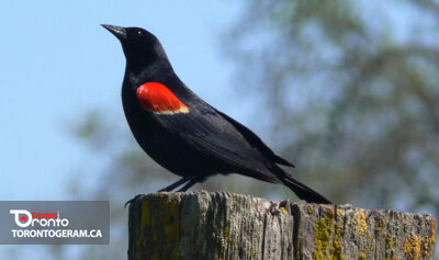 فصل حمله بال قرمزها فرا رسیده