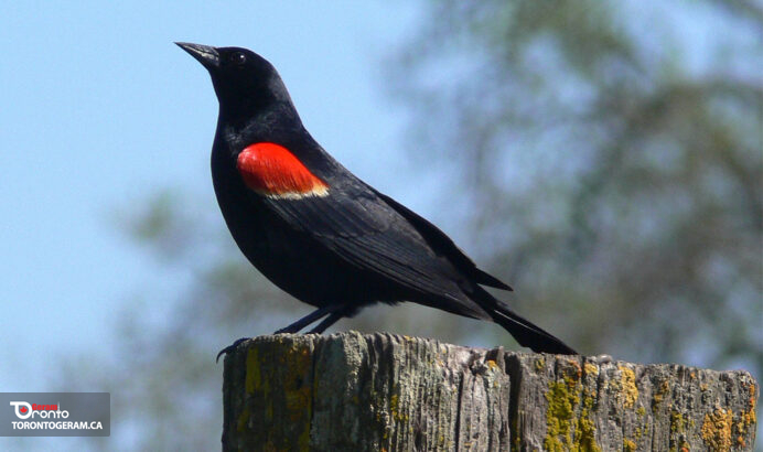 فصل حمله بال قرمزها فرا رسیده