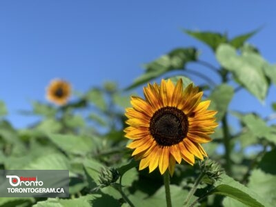 یازدهم آگست در میسی ساگا: بازدید رایگان از گلهای آفتابگردان