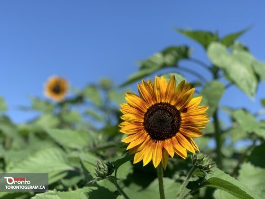 یازدهم آگست در میسی ساگا: بازدید رایگان از گلهای آفتابگردان