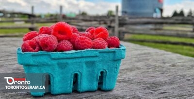 برای چیدن تمشک به کجا برویم؟