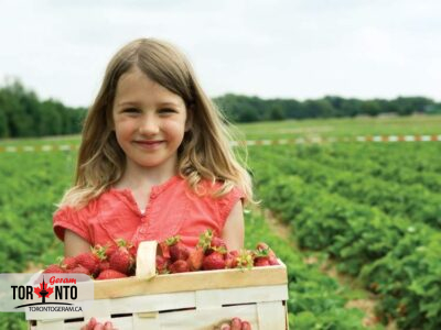 برای چیدن توت فرنگی در تورنتو به کجا برویم؟
