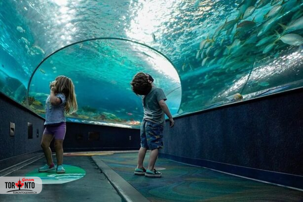 این آخرهفته در تورنتو کجا برویم؟