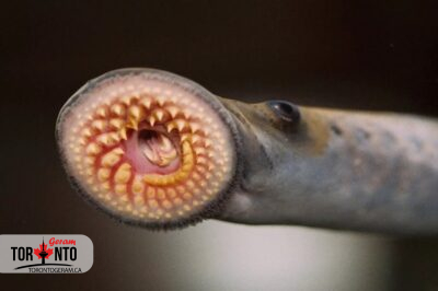 معرفی یک ماهی خون آشام ساکن آبهای تورنتو