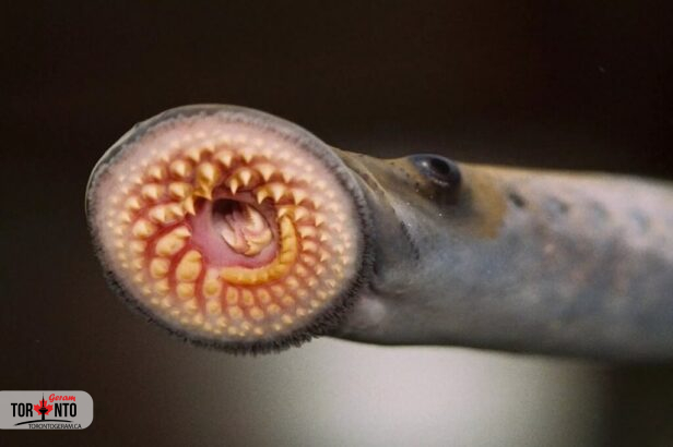 معرفی یک ماهی خون آشام ساکن آبهای تورنتو