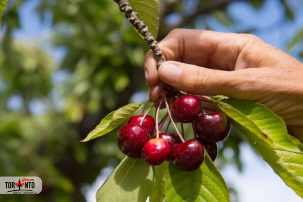 برای چیدن آلبالو و گیلاس به کجا برویم؟