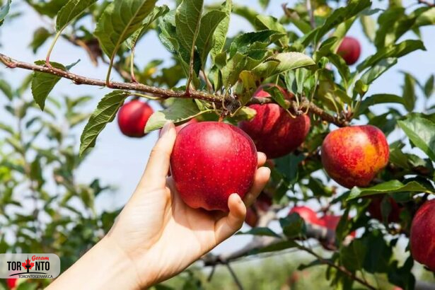 برای چیدن سیب در تورنتو به کجا برویم؟