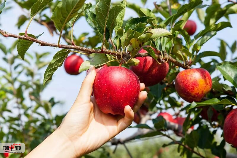 فصل چیدن سیب در انتاریو آغاز شده و برخی از باغها و مزارع انتاریو نیز امکان بازدید و چیدن سیب را برای علاقمندان فراهم نموده اند. در این مطلب به معرفی چند محل که میتوانید برای چیدن سیب به آن مراجعه نمایید میپردازیم