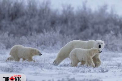 پارک ملی واپوسک در کانادا، پایتخت خرسهای قطبی جهان