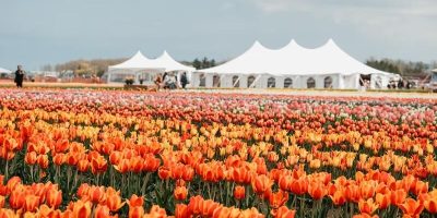 بزرگترین مزرعه لاله انتاریو 24 اپریل بازگشایی میشود