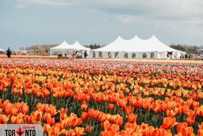بزرگترین مزرعه لاله انتاریو 24 اپریل بازگشایی میشود