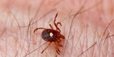 به گفته کارشناسان، زمستان قبلی کانادا به دلیل طولانی شدن موجب افزایش جمعیت کنه ها شده است، برف عمیق مانند یک پتوی عایق عمل کرد و آن‌ها زمستان را در لایه سطحی خاک سپری کردند و منتظر ماندند تا هوا دوباره گرم شود.