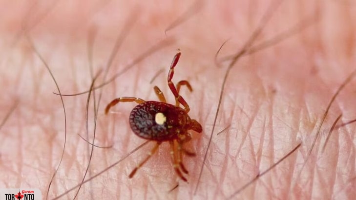 هشدار کارشناسان درباره آغاز زودهنگام فصل کنه‌ در کانادا